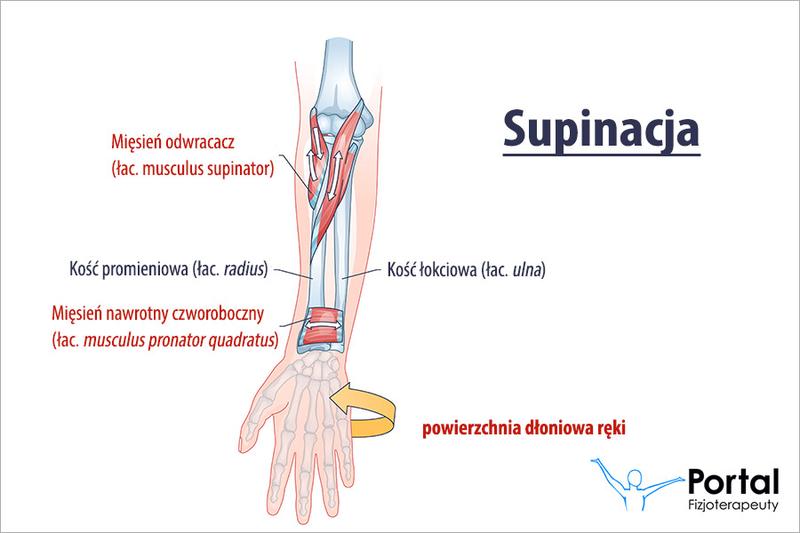 Supinacja nadgarstka w treningu siłowym – klucz do efektywnych wyników