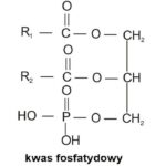 Zalety kwasu fosfatydowego w suplementach – odkryj jego moc dla zdrowia