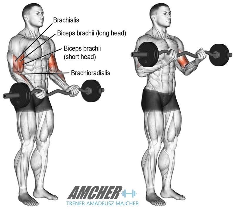 Wyrównanie siły i masy bicepsów