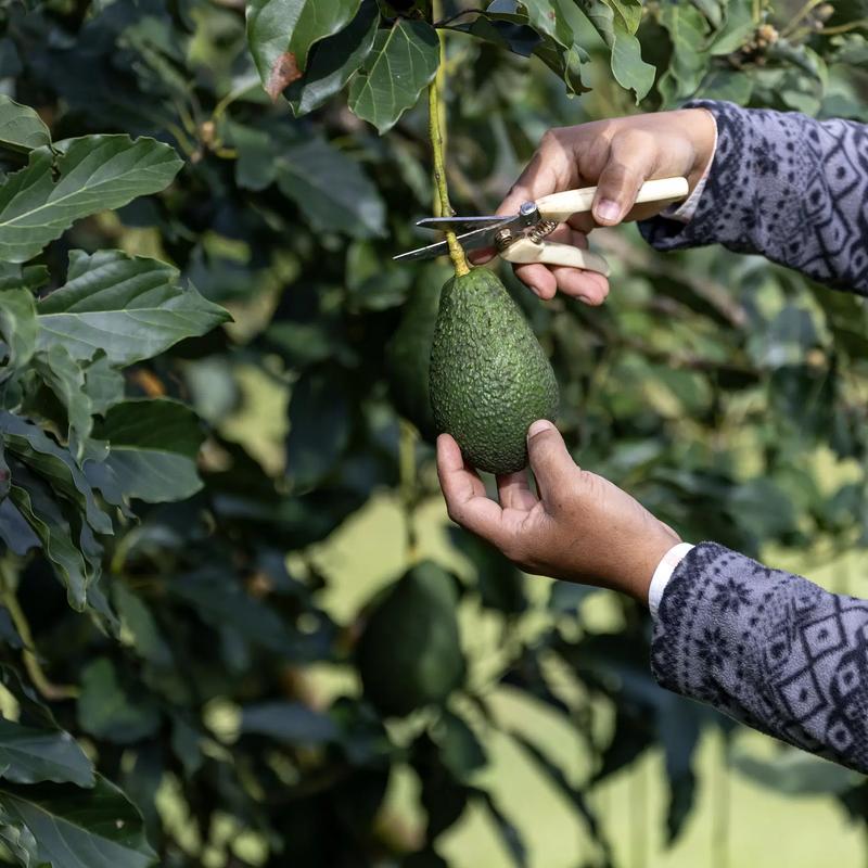 Czy awokado tuczy? Odkrywamy prawdę o tym popularnym owocu