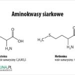 Aminokwasy dla sportowców – Klucz do Lepszej Wydajności i Regeneracji