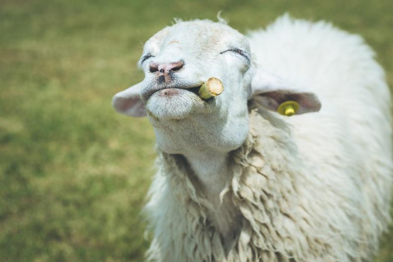 Historia treningowa owcy